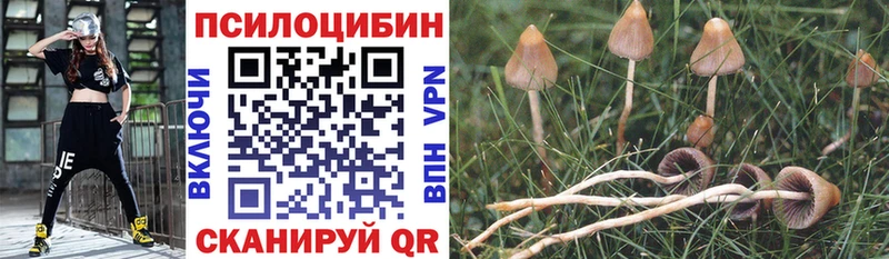 где купить наркоту  Гусев  Псилоцибиновые грибы GOLDEN TEACHER 